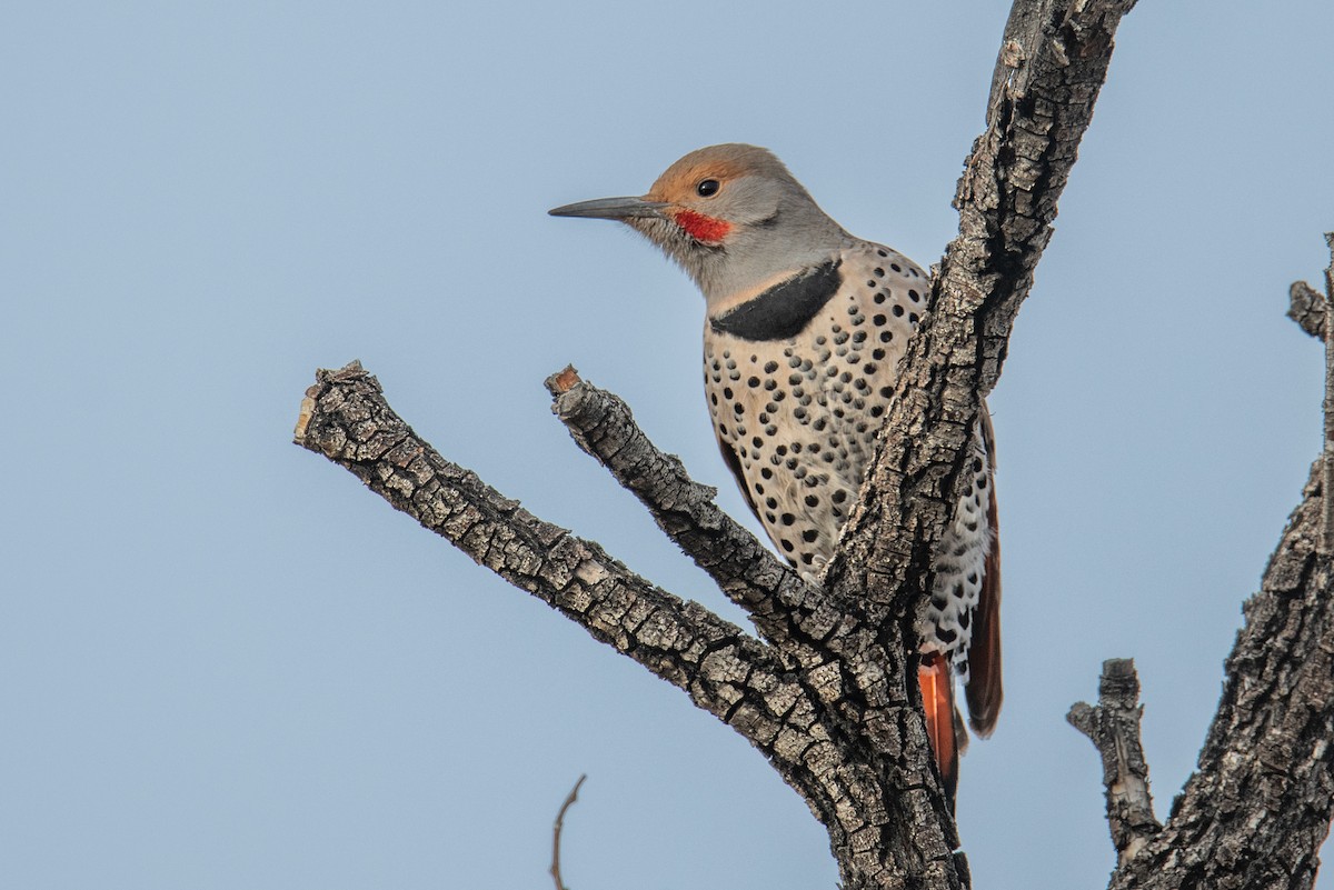 Northern Flicker (Red-shafted) - ML611792816