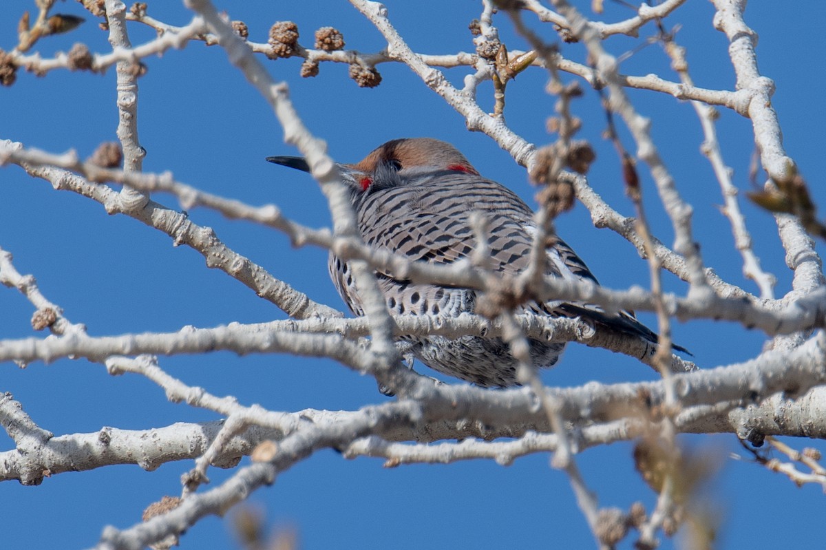 Northern Flicker (Yellow-shafted x Red-shafted) - ML611792817