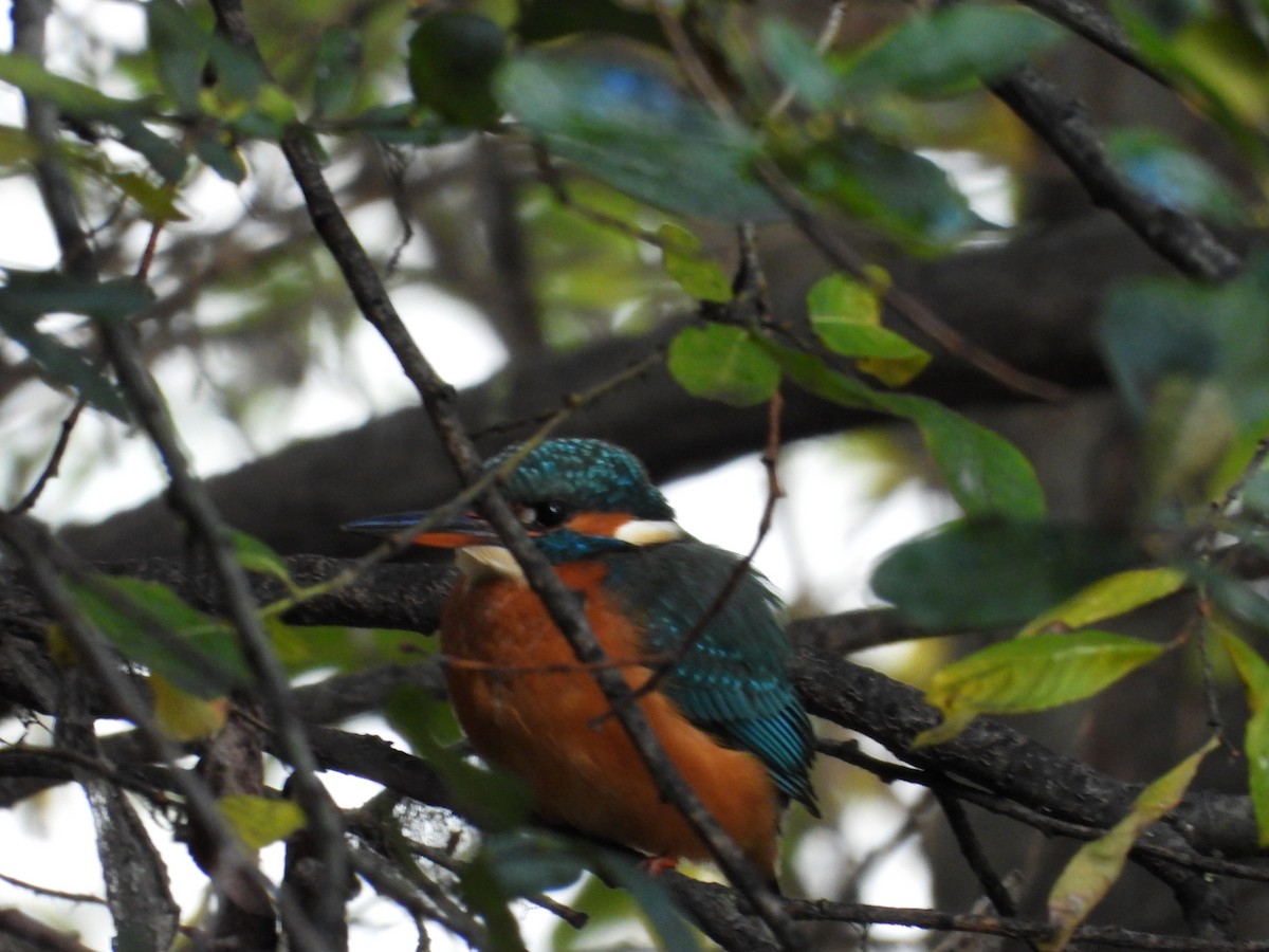 Common Kingfisher - ML611792860