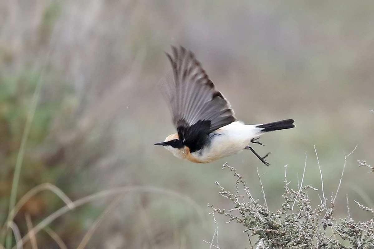 Western Black-eared Wheatear - Phillip Edwards