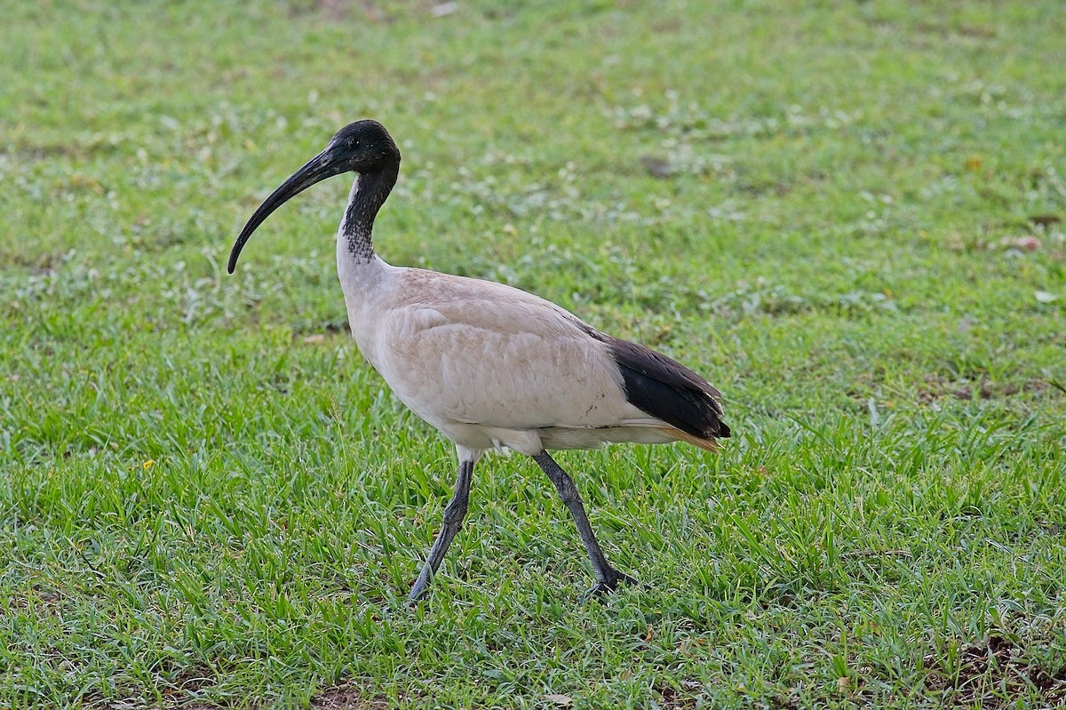 ibis australský - ML611792982