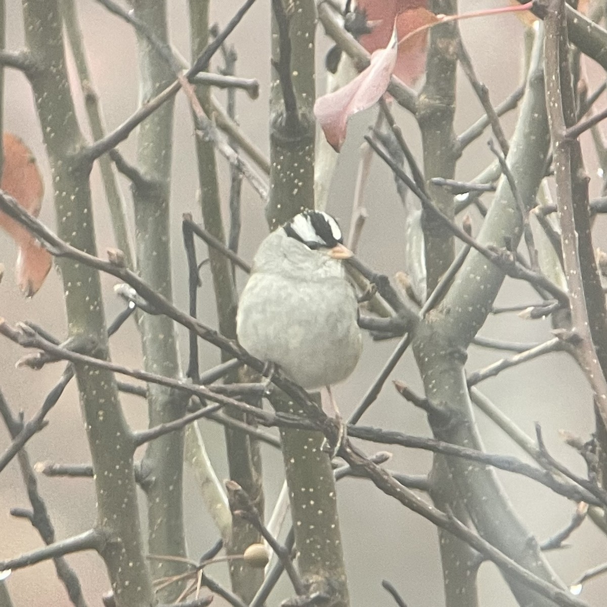 Bruant à couronne blanche - ML611792984