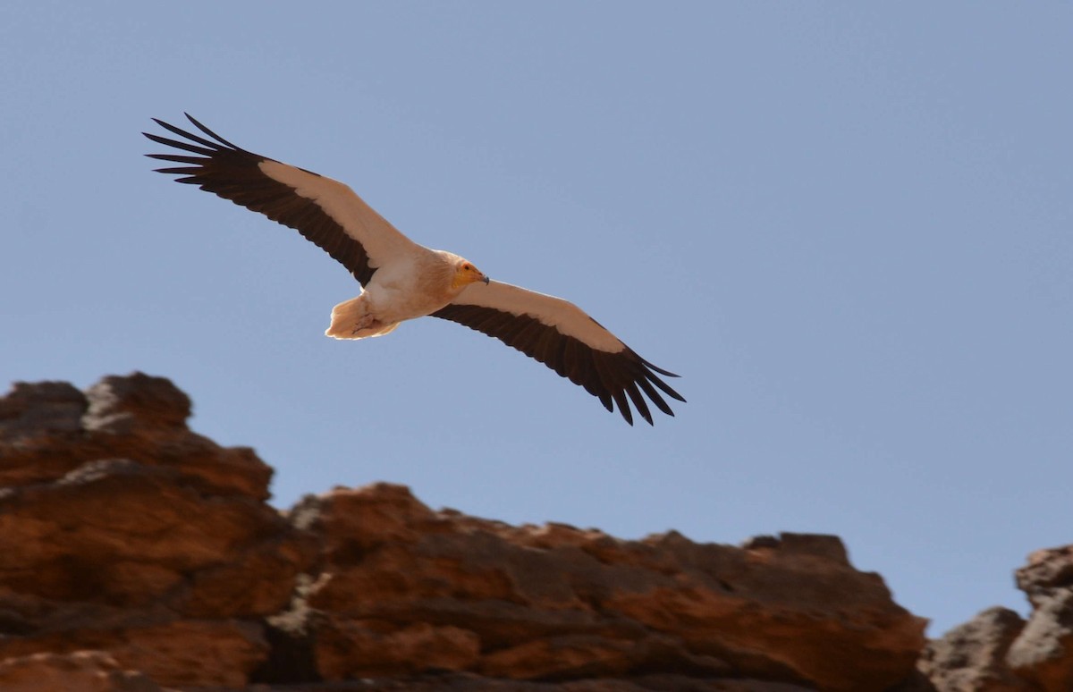 Egyptian Vulture - Detlef Stremke