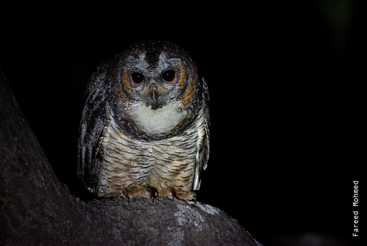 Mottled Wood-Owl - ML611793007