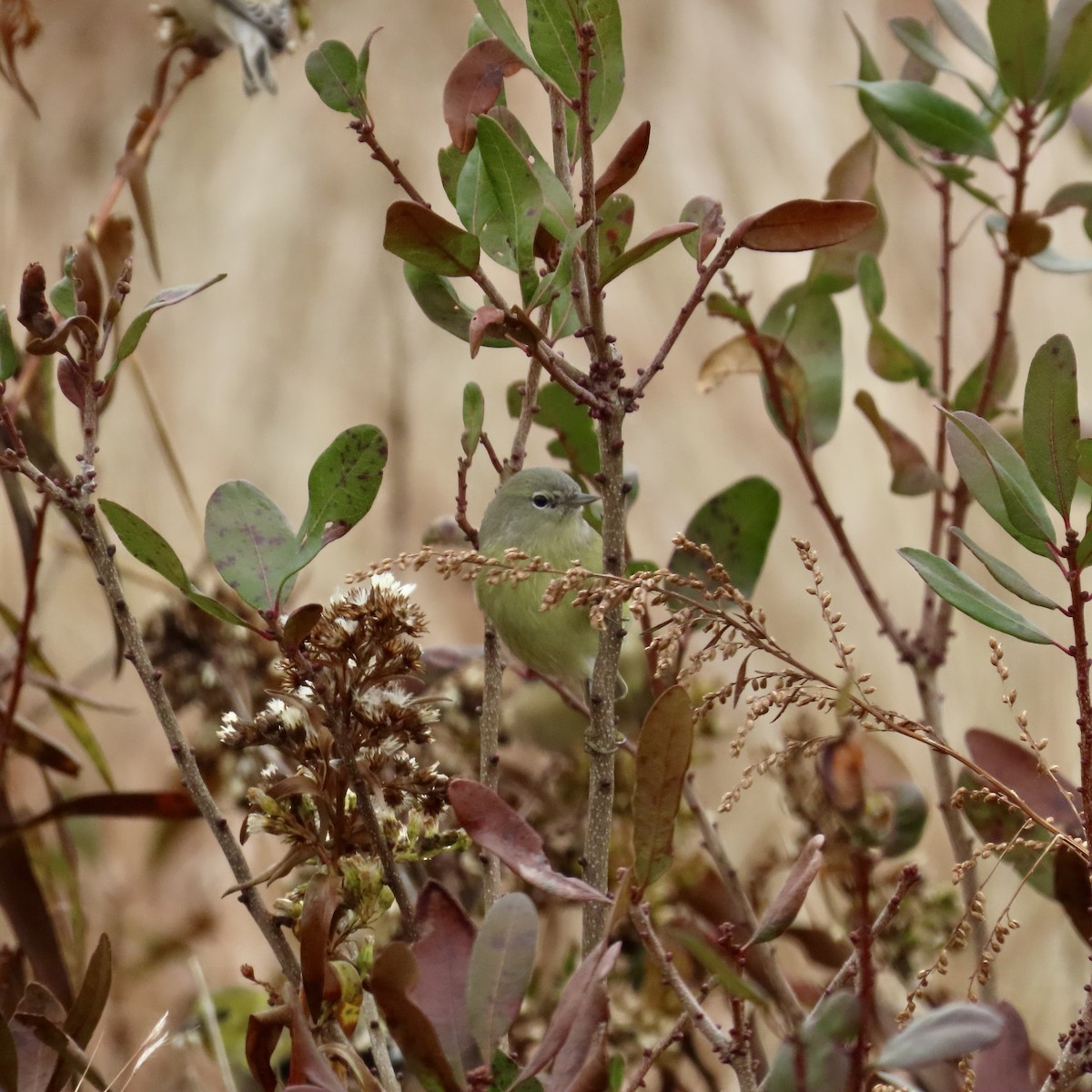 Orange-crowned Warbler - ML611793166