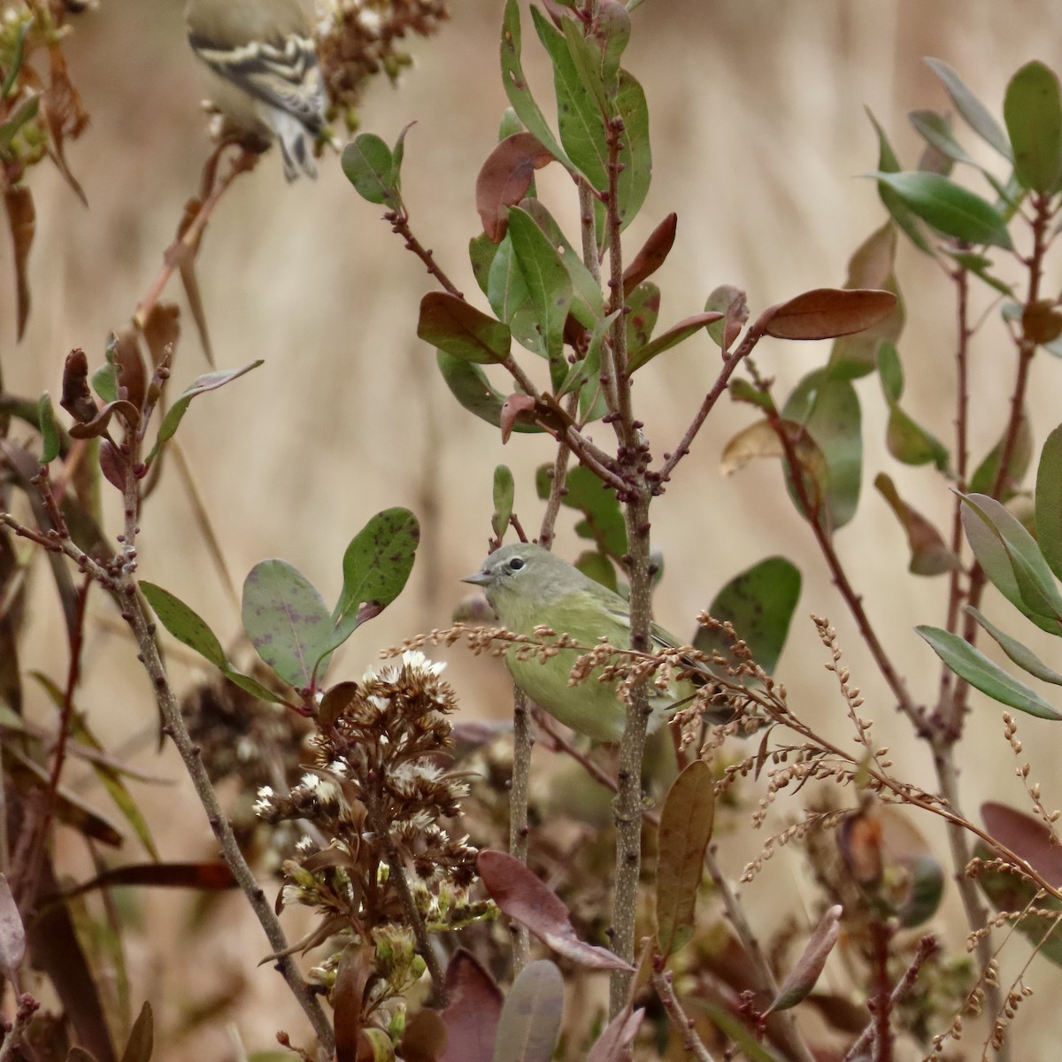 Orange-crowned Warbler - ML611793168