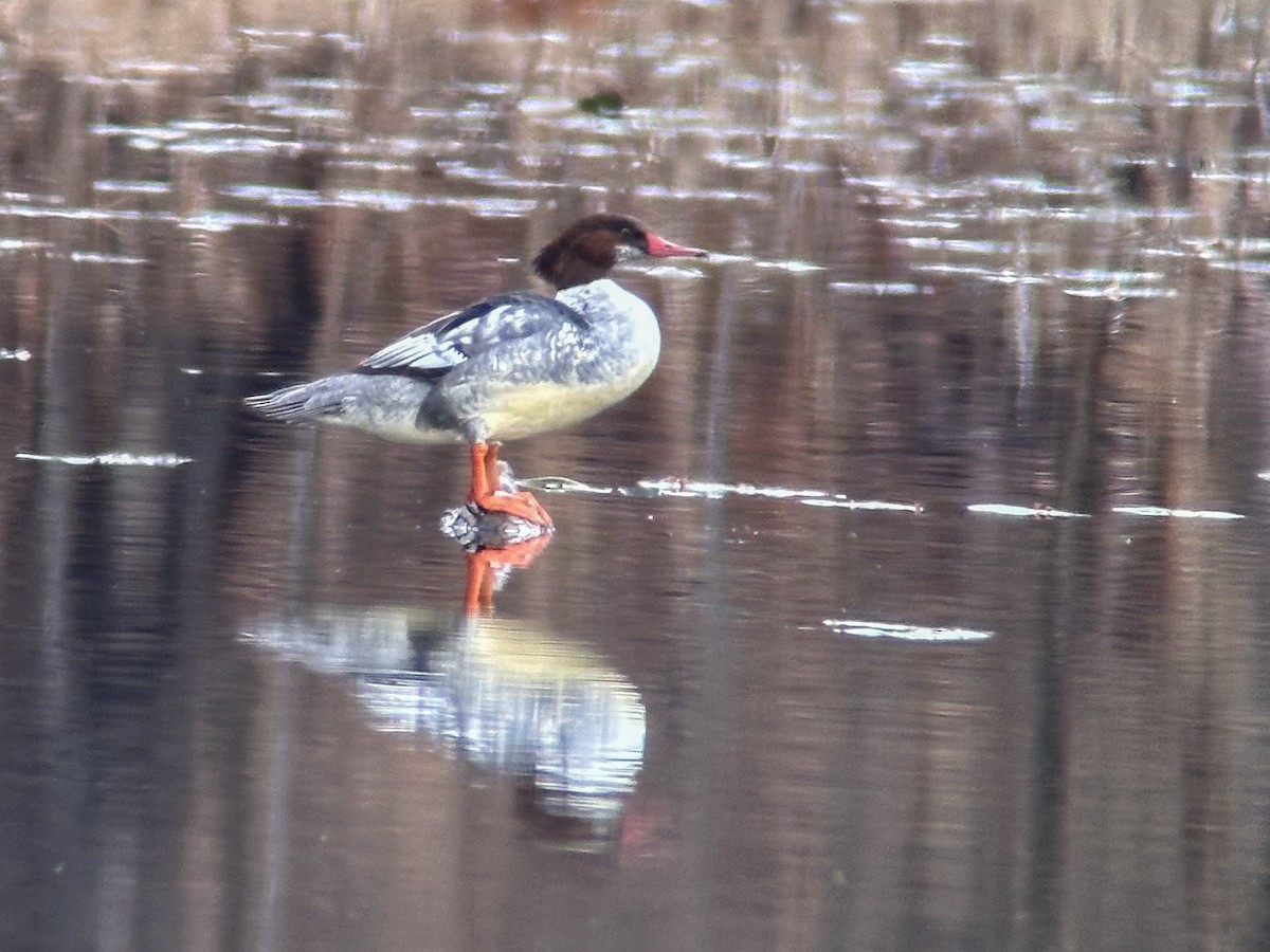 Common Merganser - Vic Laubach