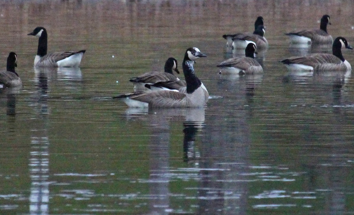 Canada Goose - ML611793318