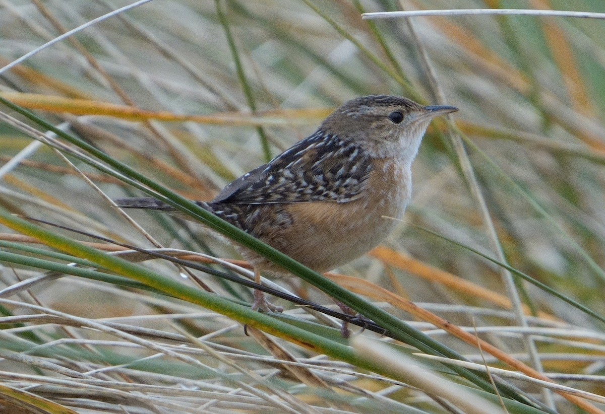 Sedge Wren - ML611793459