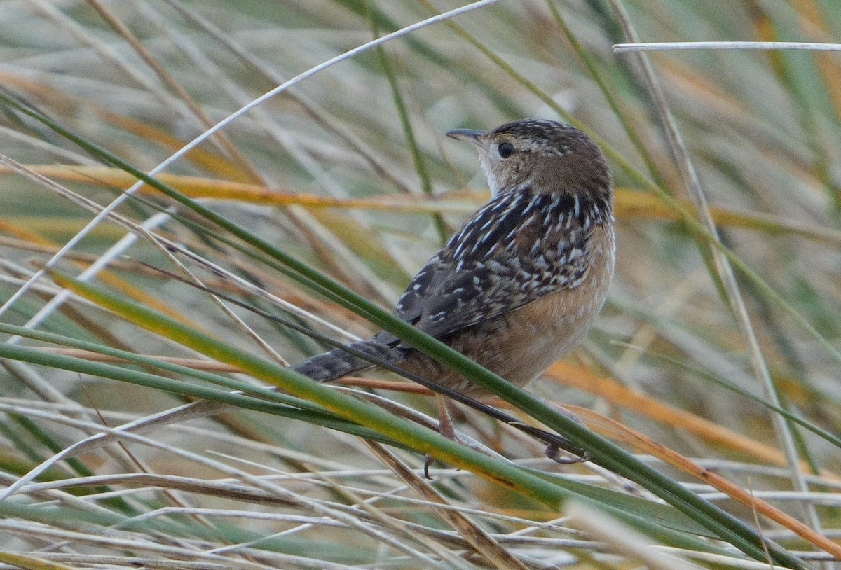 Sedge Wren - ML611793467