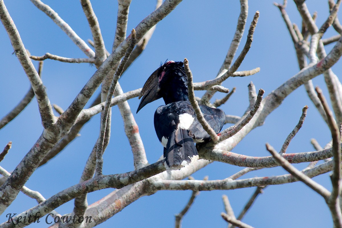 Trumpeter Hornbill - ML611793563