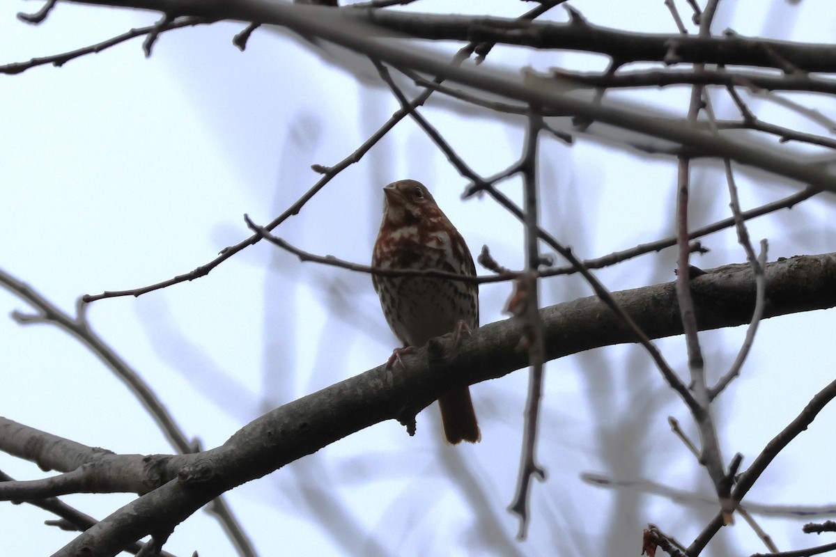 Fox Sparrow (Red) - ML611793599