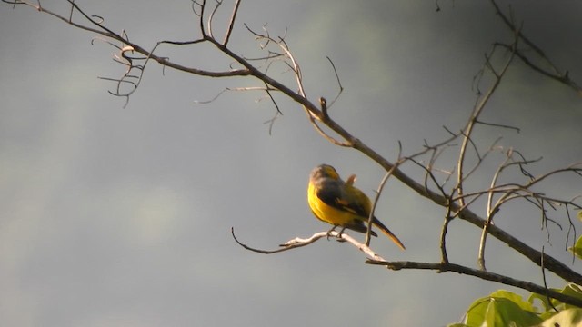 Minivet écarlate - ML611793620