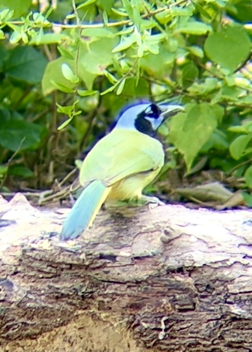 Green Jay - H  Saunders
