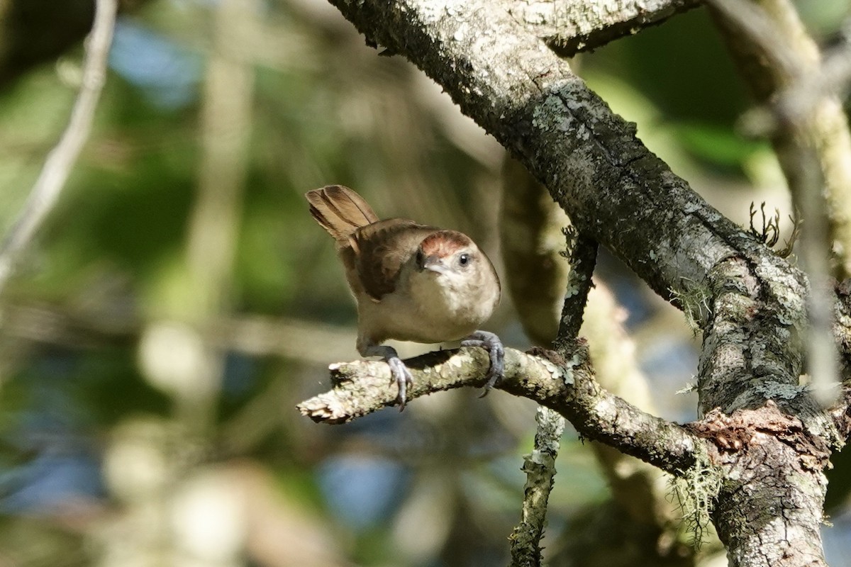 Pallid Spinetail - ML611793667