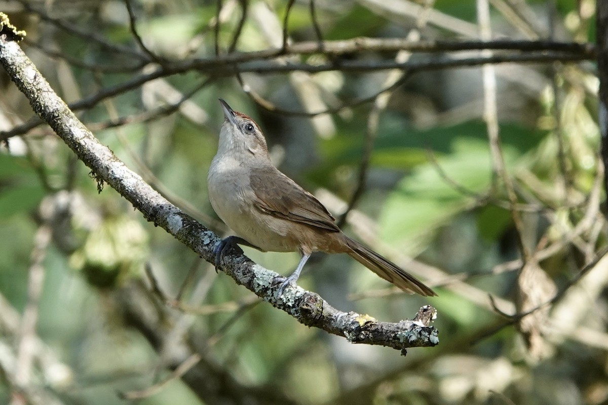 Pallid Spinetail - ML611793668