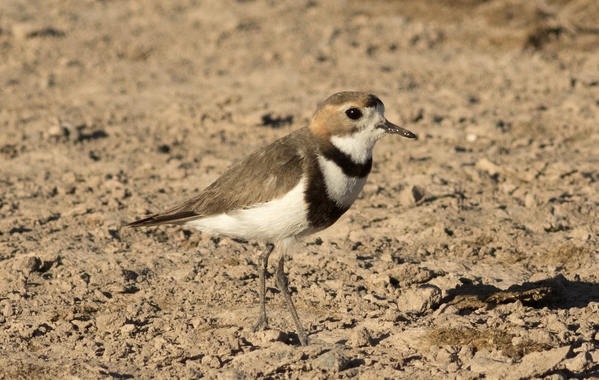 Two-banded Plover - Marcelo Dolsan