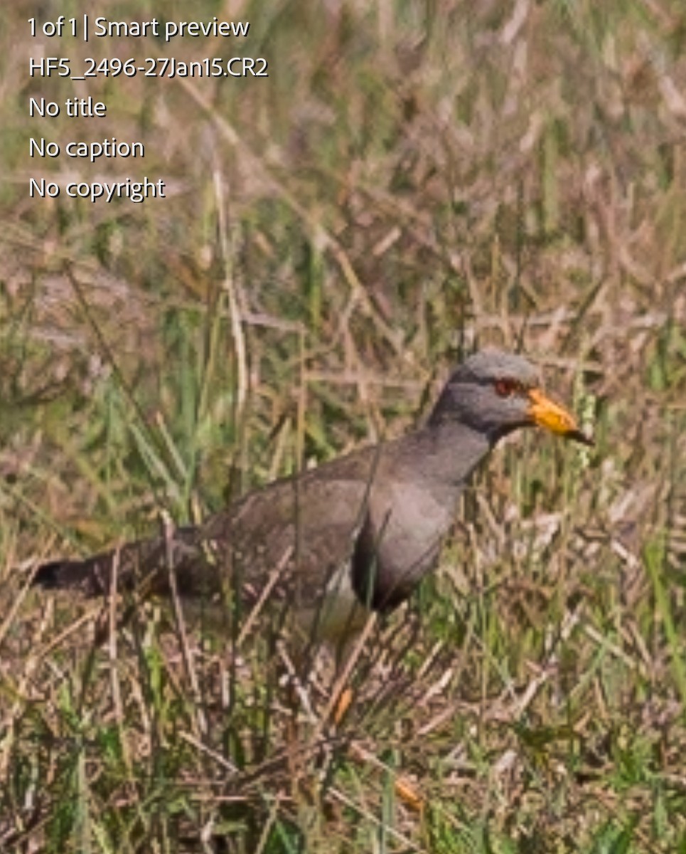 Gray-headed Lapwing - Henrik Friis