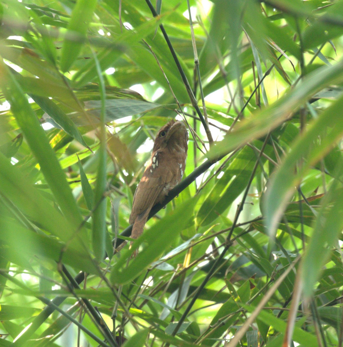 Javan Frogmouth - ML611793742