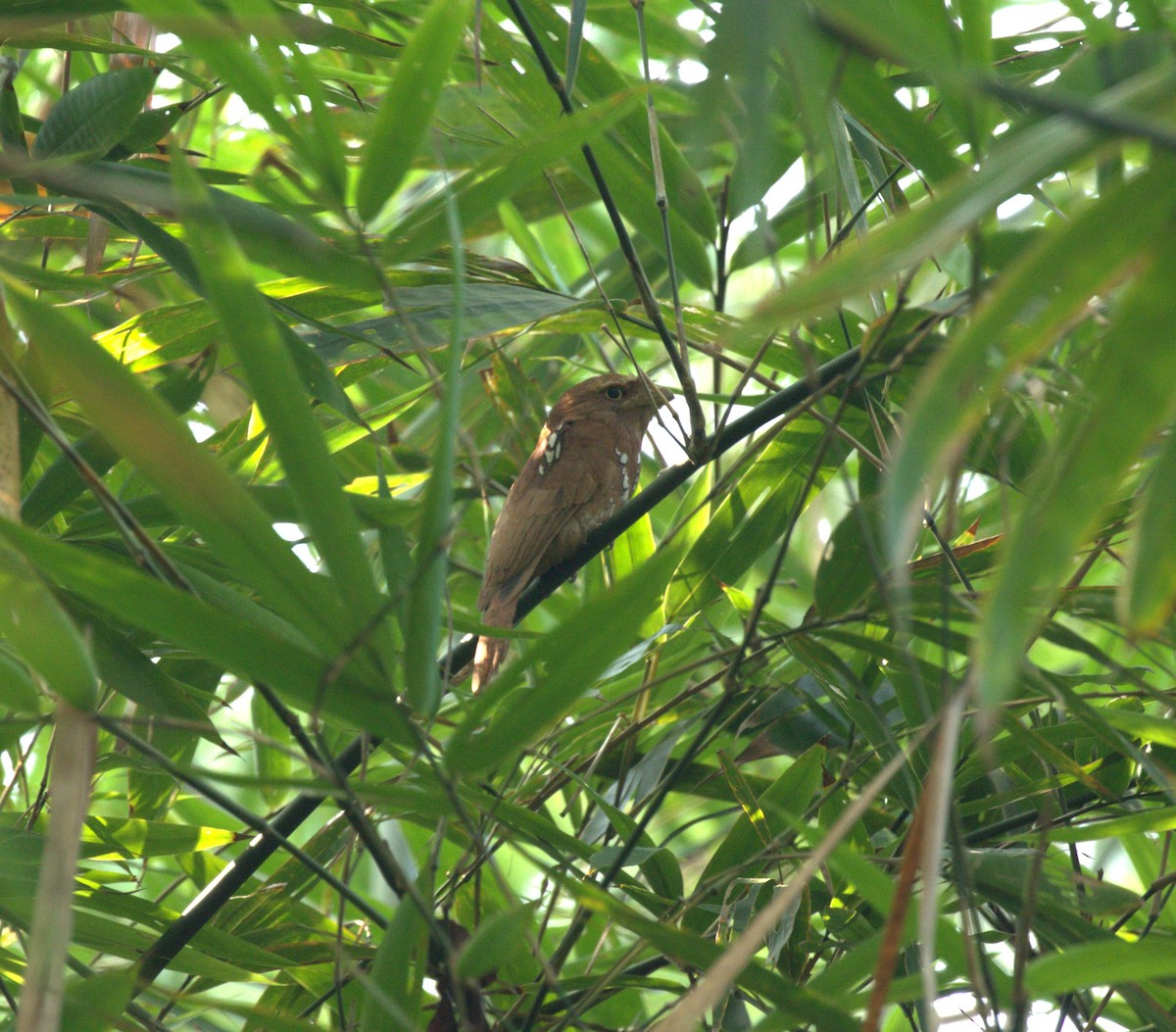 Javan Frogmouth - ML611793743