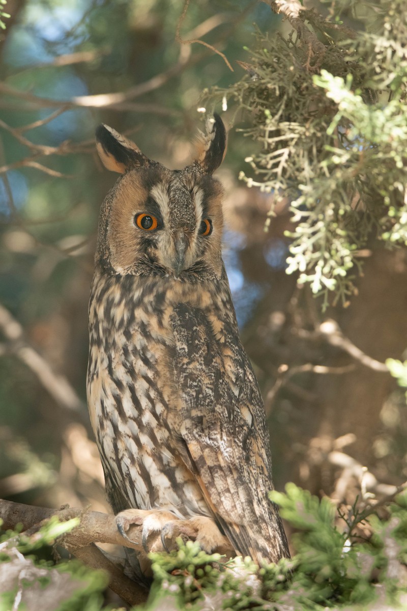 Long-eared Owl - uri laor