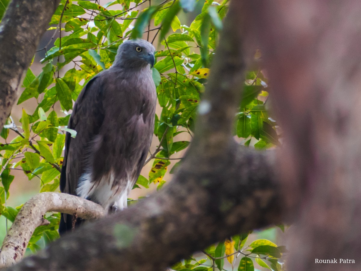 Lesser Fish-Eagle - ML611793896