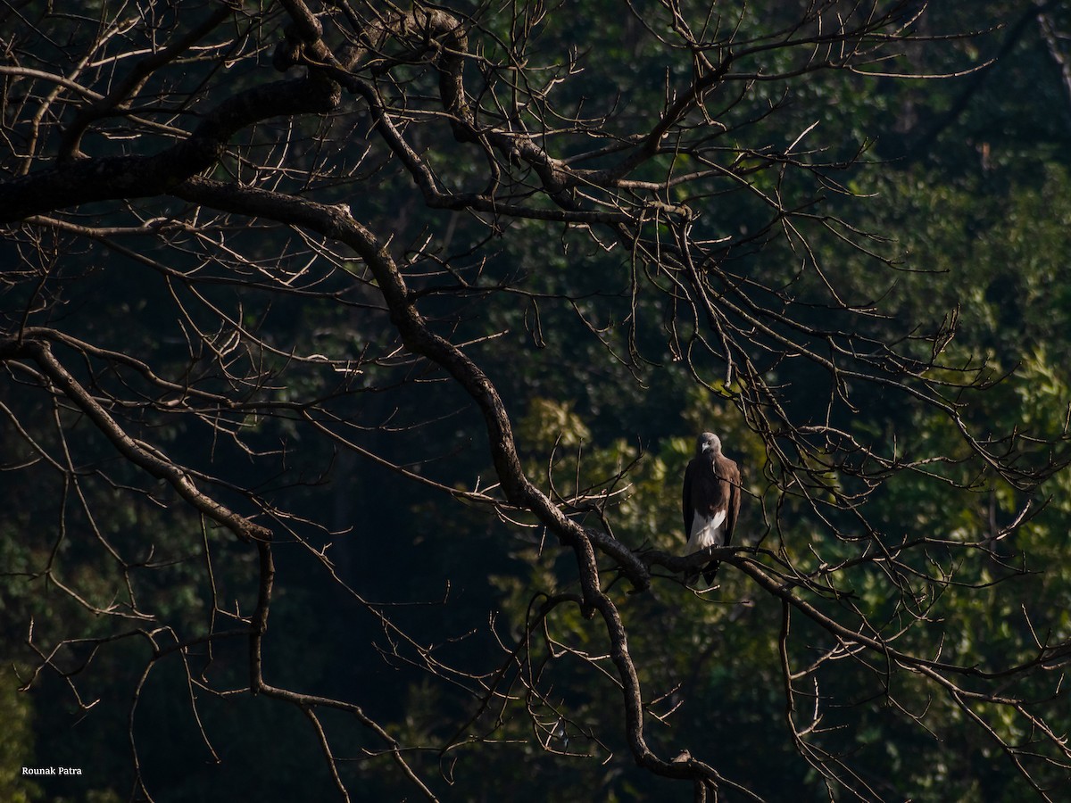 Lesser Fish-Eagle - ML611793897