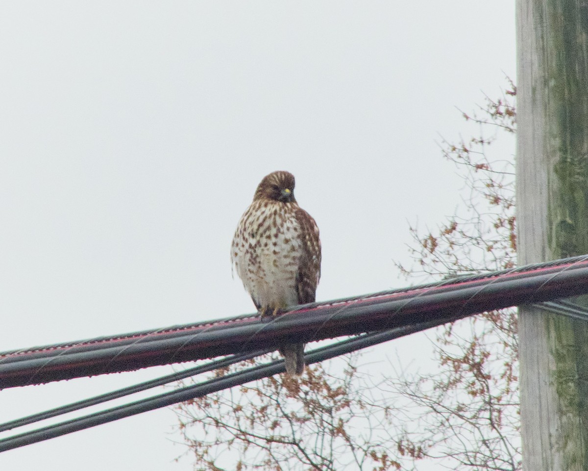Red-shouldered Hawk - ML611793929