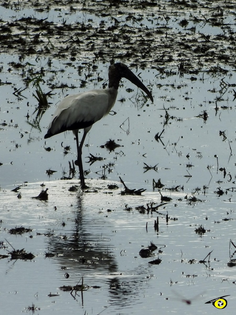 Wood Stork - Christophe Lecocq