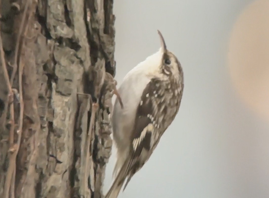 Amerikabaumläufer - ML611793947