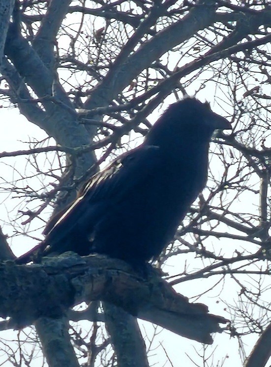 Common Raven - Anonymous