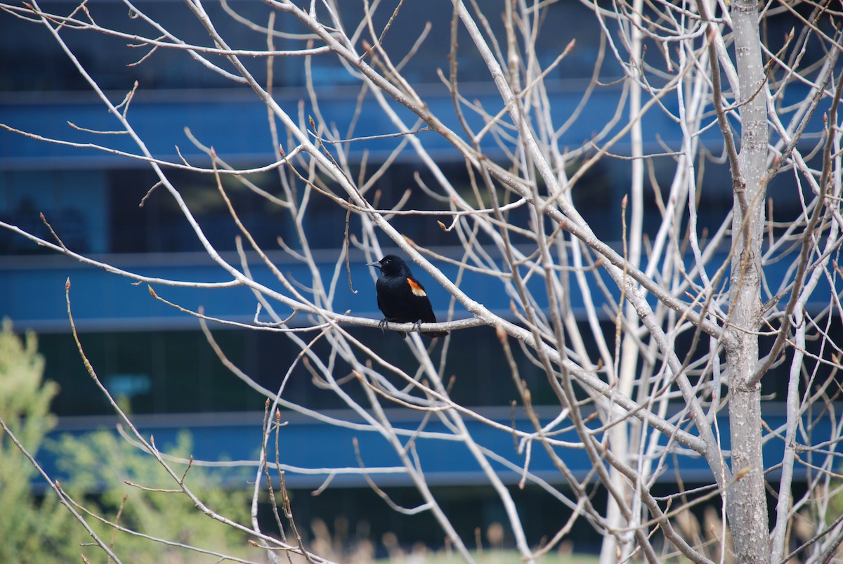 Red-winged Blackbird - ML61179421