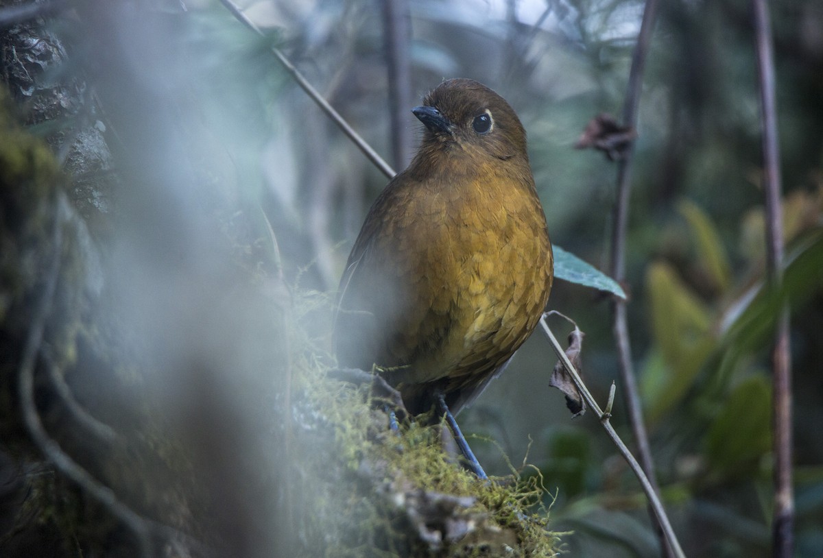 Junin Antpitta - ML611794353