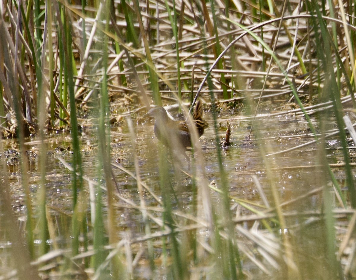 Baillon's Crake - ML611794399