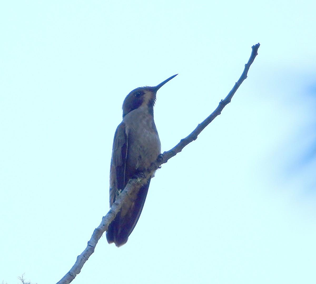 kolibřík fialovouchý - ML611794418