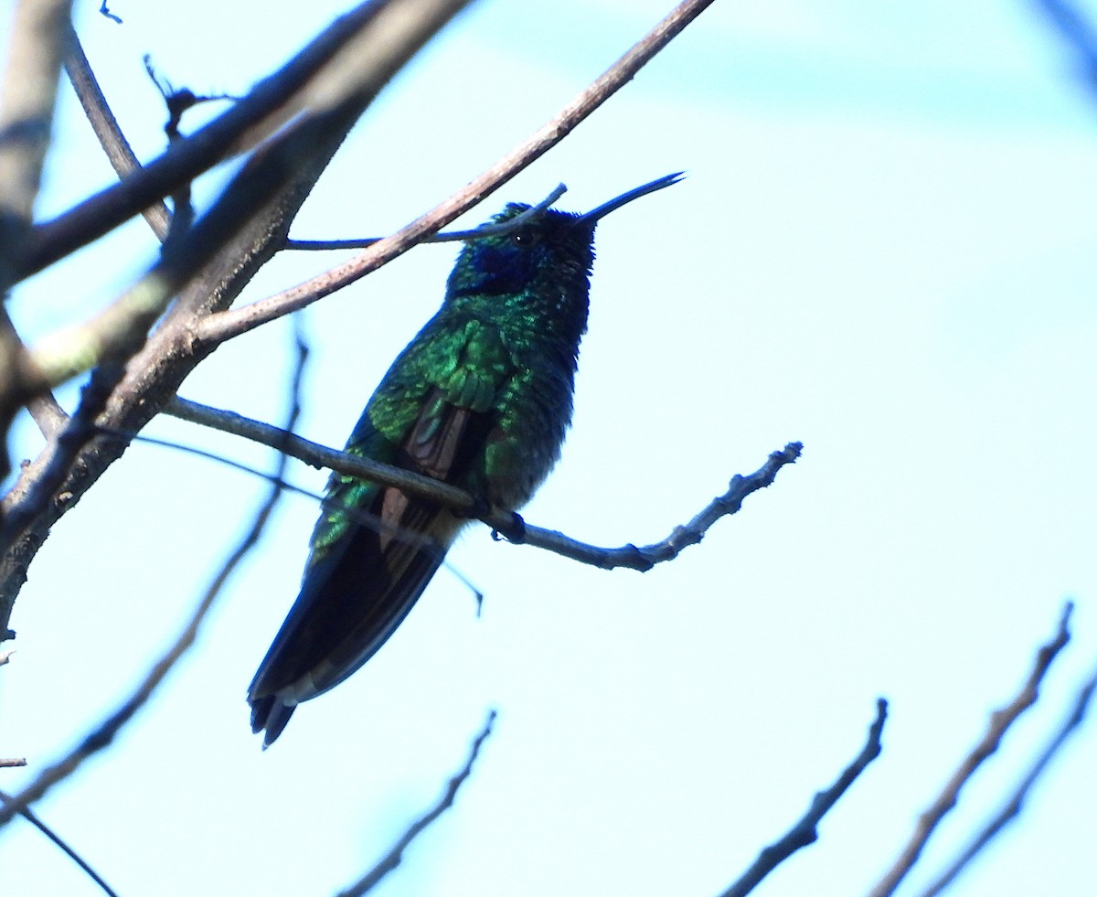 kolibřík zelený - ML611794451