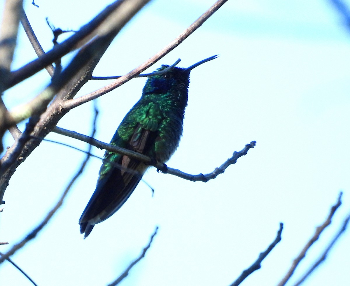 Mexican Violetear - Isaí López