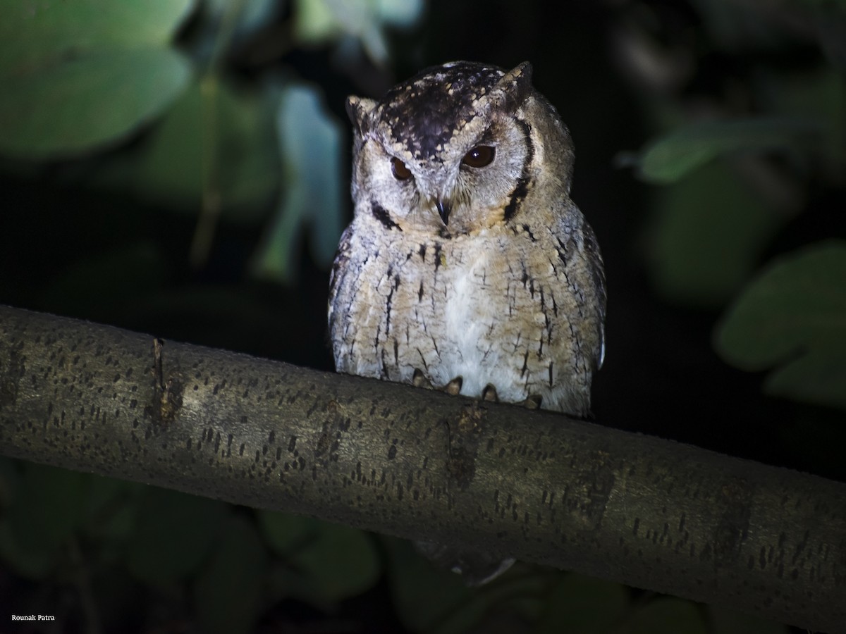 Indian Scops-Owl - ML611794521