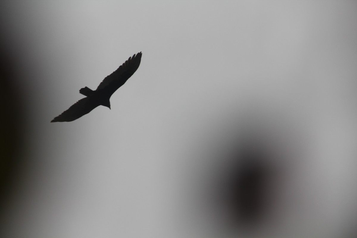 Turkey Vulture - ML611794631