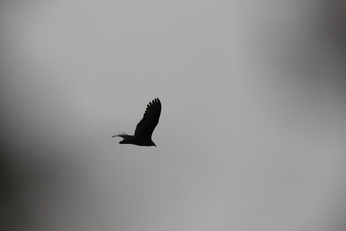 Turkey Vulture - ML611794632