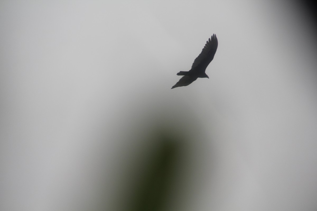 Turkey Vulture - ML611794637