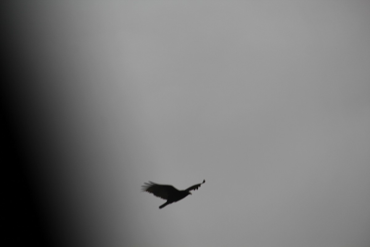 Turkey Vulture - ML611794638