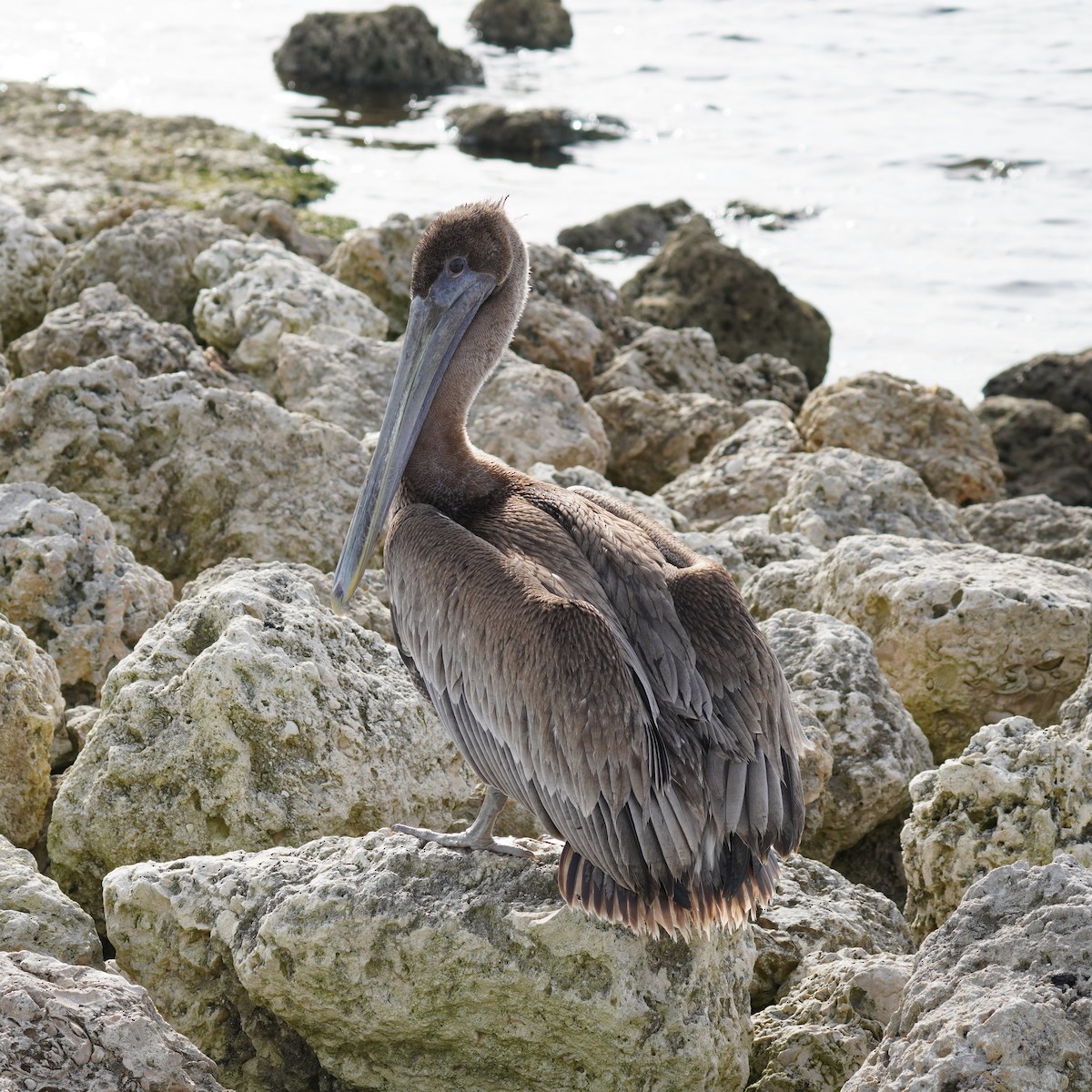 pelikán hnědý - ML611794729