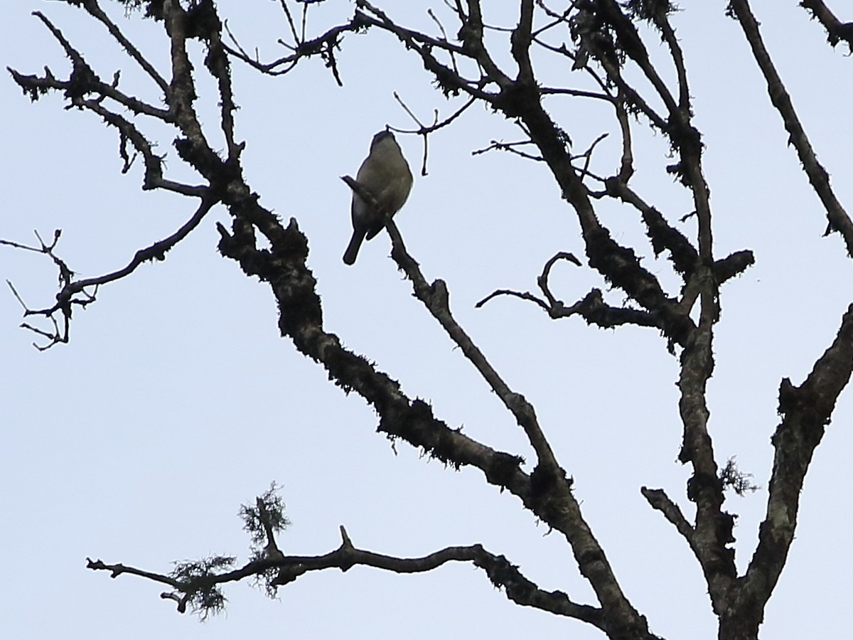 Rand's Warbler - ML611794735