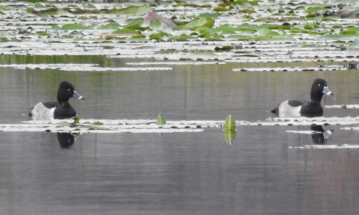 Ring-necked Duck - ML611794765