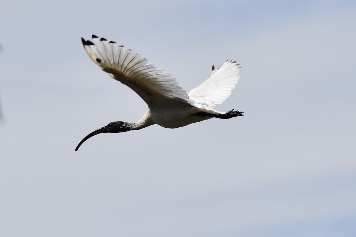 ibis australský - ML611794777