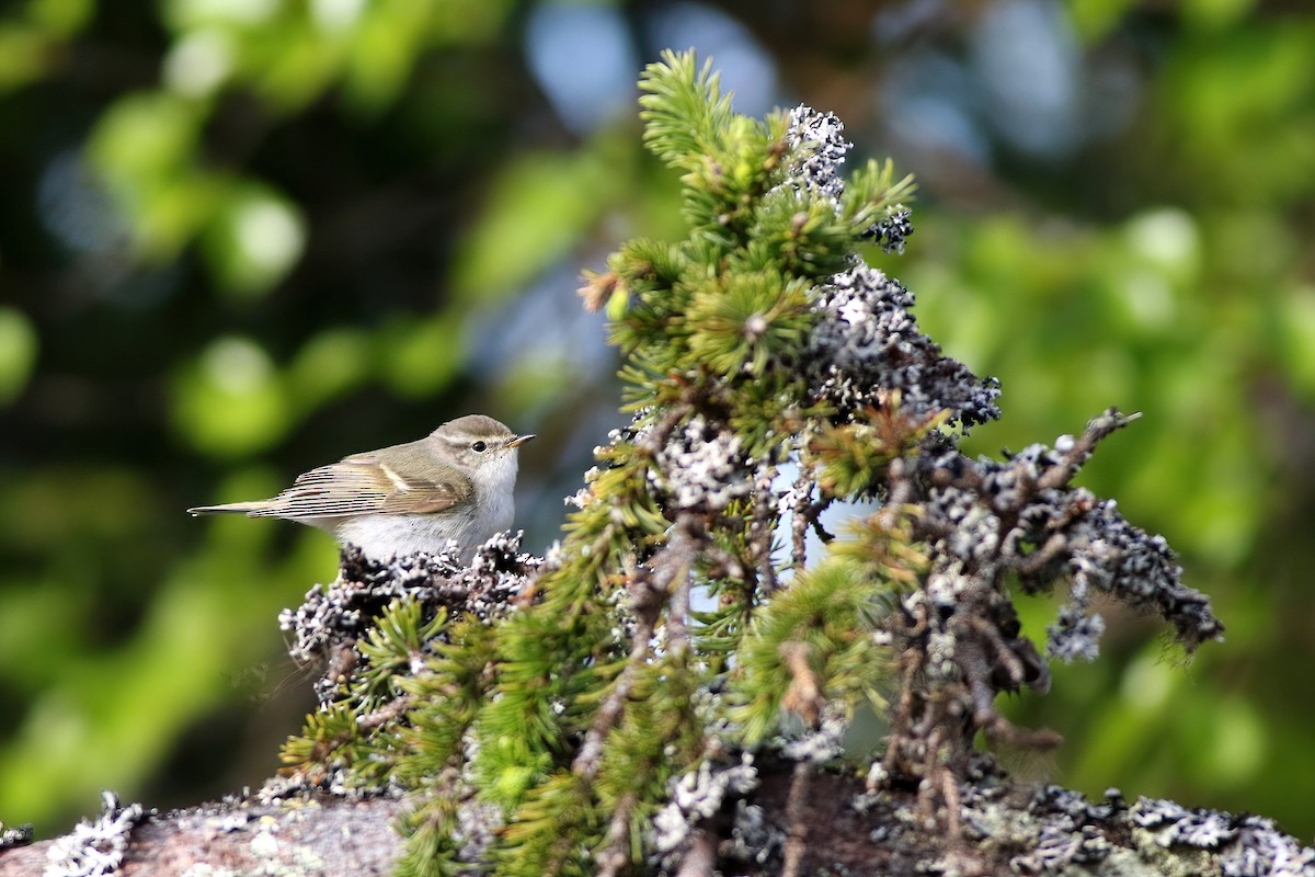 Yellow-browed Warbler - ML611794821