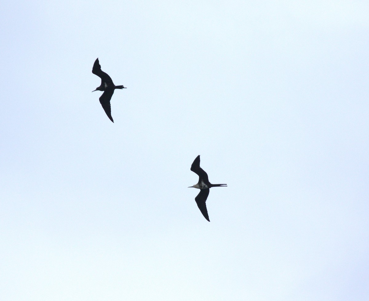 Lesser Frigatebird - ML611794834