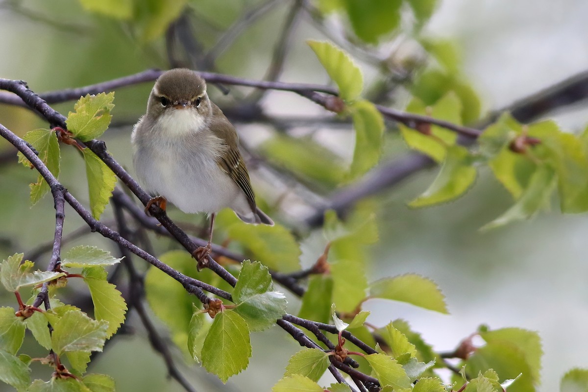 Arctic Warbler - Radoslaw Gwozdz