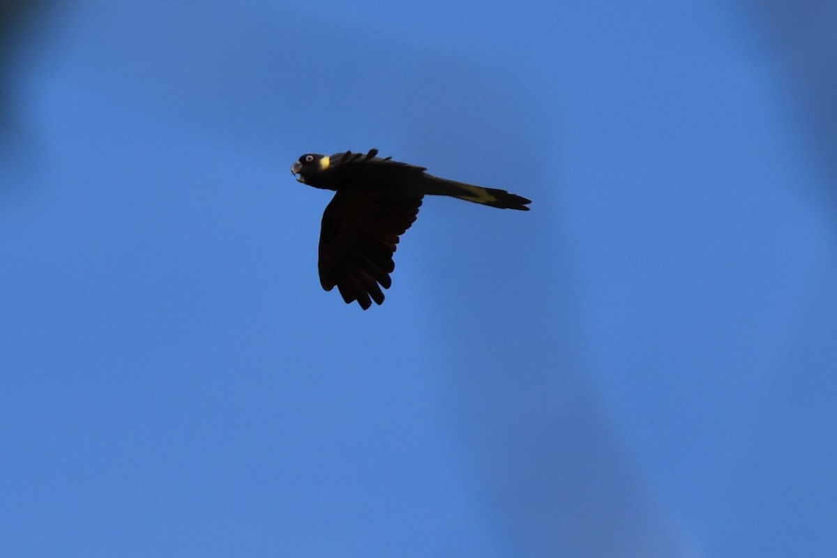 Yellow-tailed Black-Cockatoo - T Norris